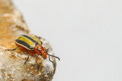 Chrysomèle rayée du concombre - Striped cucumber beetle - Acalymma vittatum - Chrysomelidés