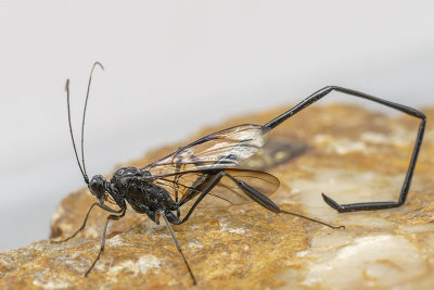 Pélécinide - Pelecinid wasp - Pelecinus polyturator - Pelecinidés