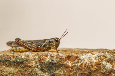 Criquet(sp) - Short-horned grasshopper - Acridids