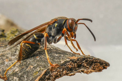 Guêpe poliste - Northern Paper Wasp - Polistes fuscatus - Vespidés