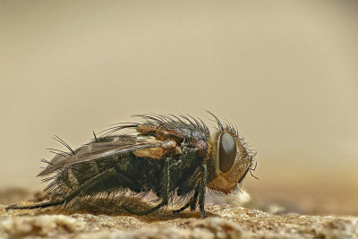 Mouche(sp) - Fly(sp)