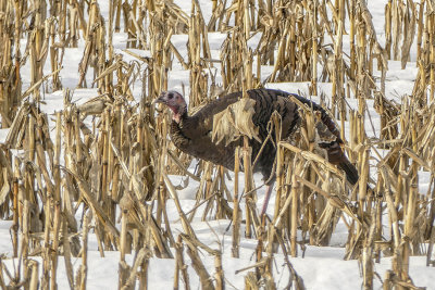 Dindon sauvage - Domesticated turkey - Meleagris gallopavo - Phasianids