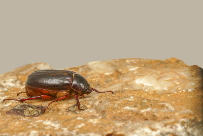 Hanneton(sp) - May beetle - Melolonthinés