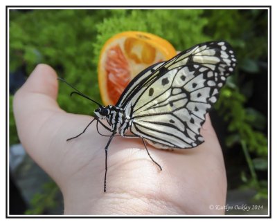 Selfie With Butterfly