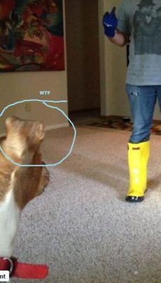 alien_dog_proof1.JPG