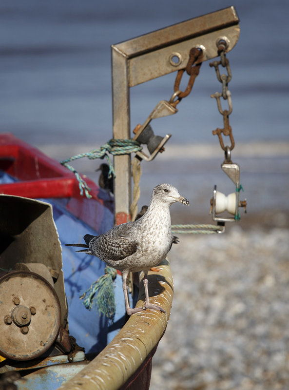 The young Gull gets the scrap