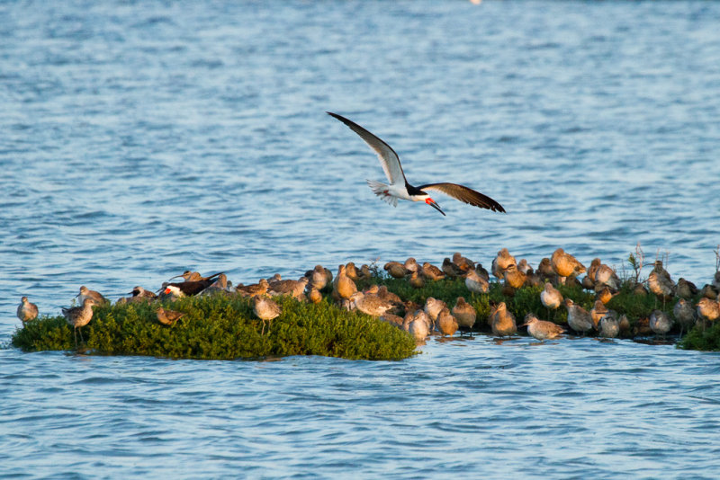 2 Black Skimmers, 3 Whimbrels, 1 Black-bellied Plover