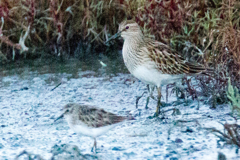 Pectoral Sandpiper and Least Sandpiper