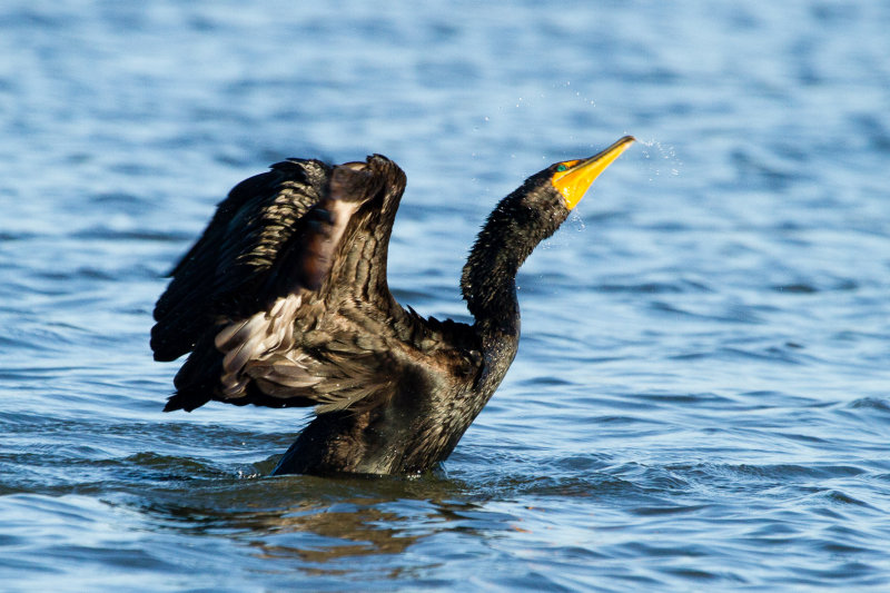 Double-crested Cormorant twisting
