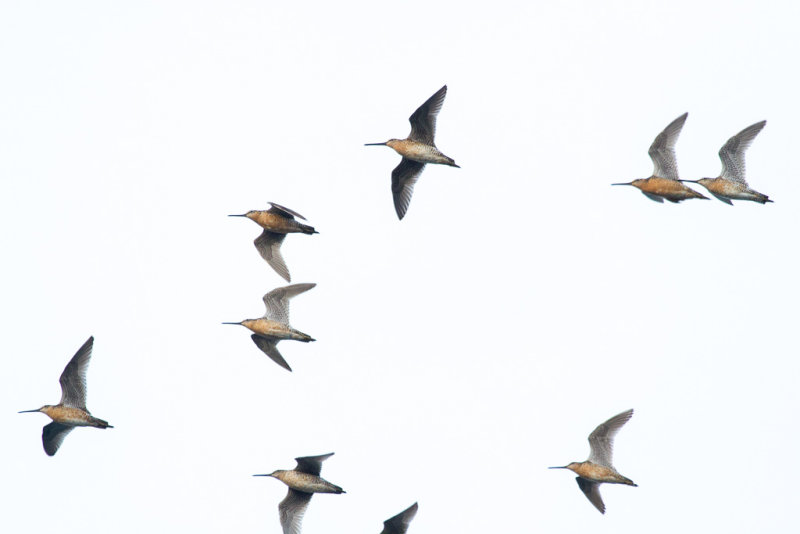 Dowitchers