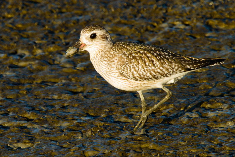 Black-bellied Plover with clam