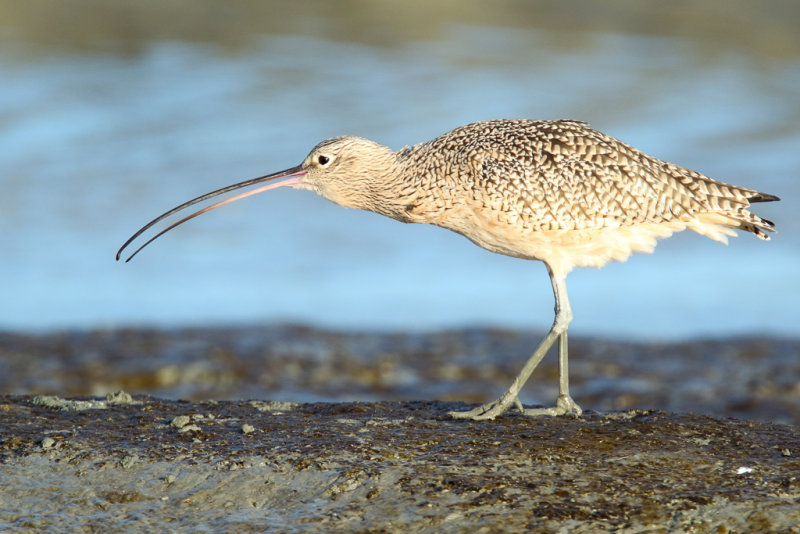 Long-billed Curlew