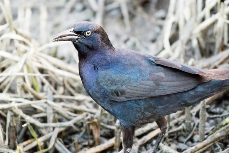 Great-tailed Grackle