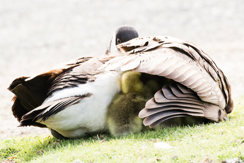 Canada Goose goslings