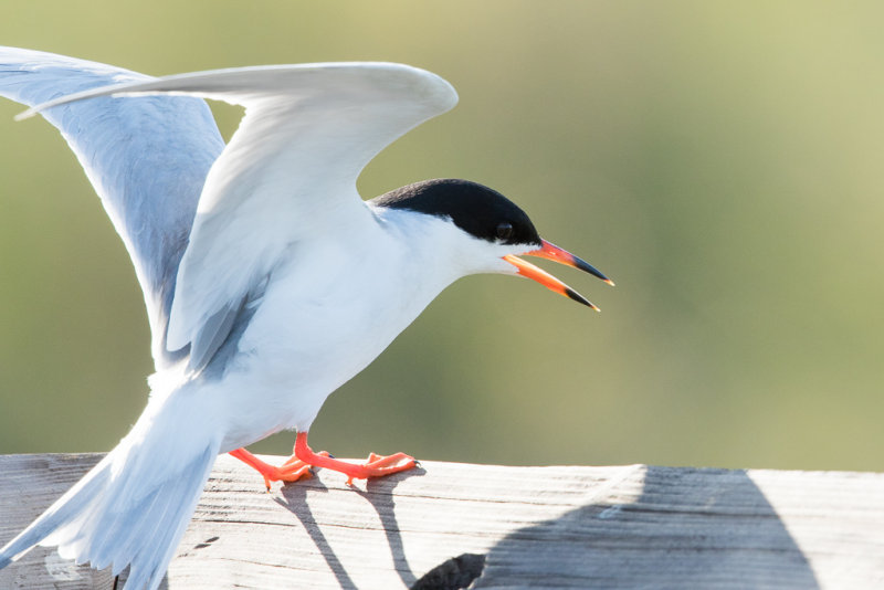 Forsters Tern