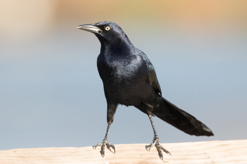 Great-tailed Grackle