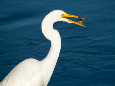 Great Egret with Staghorn Sculpin