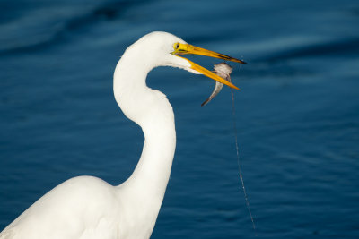 Great Egret with Staghorn Sculpin