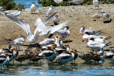 2 Forster's Terns landing among 8 Elegant Terns