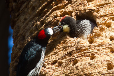 Acorn Woodpecker feeding chick