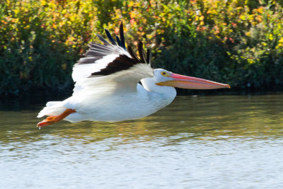 American White Pelican