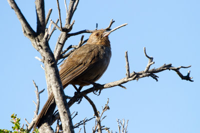 California Towhee