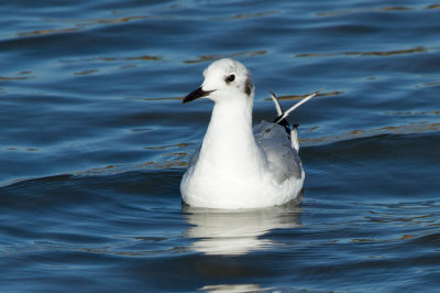 Bonaparte's Gull