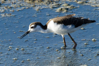 Juvenile Black-necked Stilt