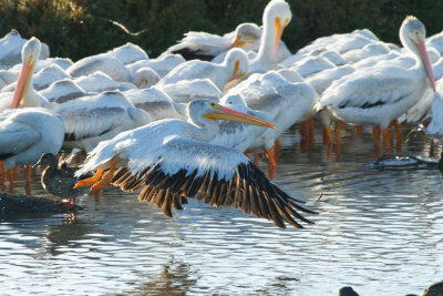 American White Pelicans