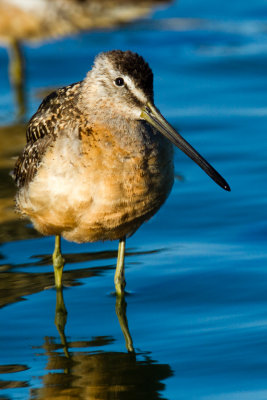 Long-billed Dowitcher