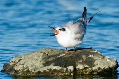 Juvenile Forster's Tern