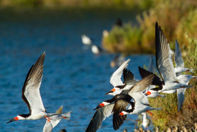 5 Black Skimmers, with Forster's Terns