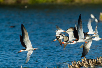 5 Black Skimmers, with Forsters Terns