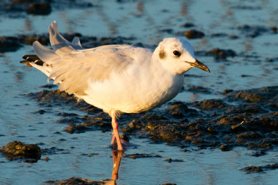 Bonaparte's Gull