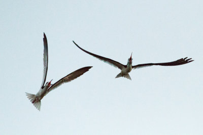 Black Skimmer pair flight