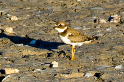 Semipalmated Plover #1