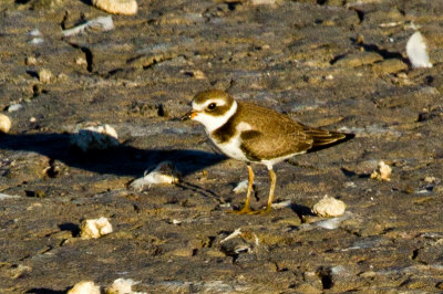 Semipalmated Plover #2