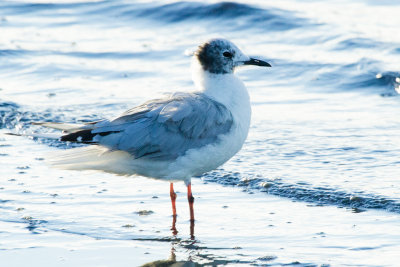 Bonaparte's Gull, molting