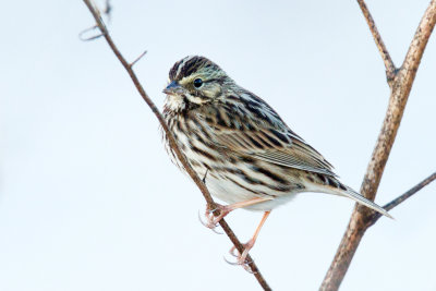 Savannah Sparrow