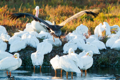 Brown Pelican landing among white pelicans