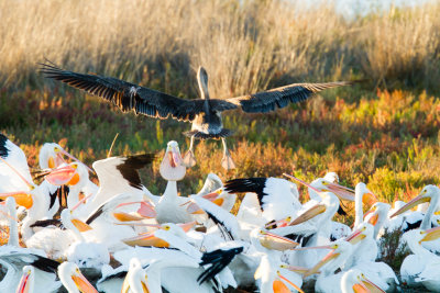Brown Pelican landing among white pelicans