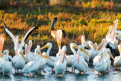 American White Pelicans