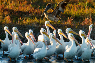 American White Pelicans