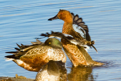 Cinnamon Teal