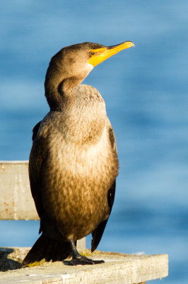 Double-crested Cormorant, juvenile