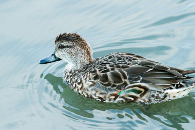 Green-winged Teal