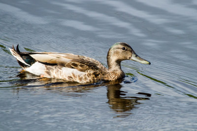 Hybrid Hawaiian Duck x Mallard