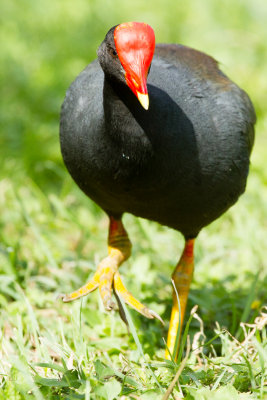 Hawaiian Gallinule