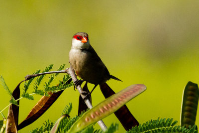 Common Waxbill