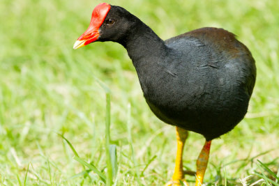 Hawaiian Gallinule